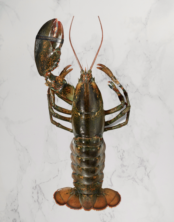 Culls - Chef Box - Lobster Boys