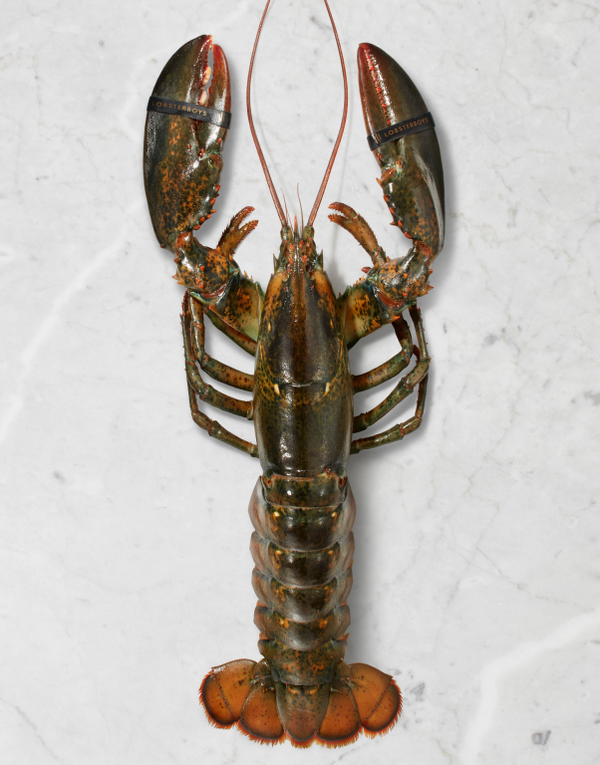 23-24 新品 LOBSTER/ロブスター AIRMSTER 150 23-24 新品 LOBSTER/ロブスター AIRMSTER 150 23-24 新品