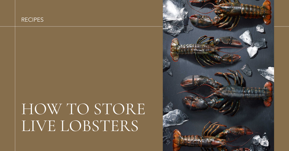 How to Store Live Lobsters