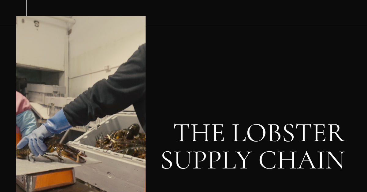Revolutionizing the Lobster Supply Chain