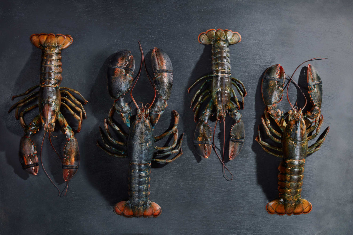Lobster Boxes