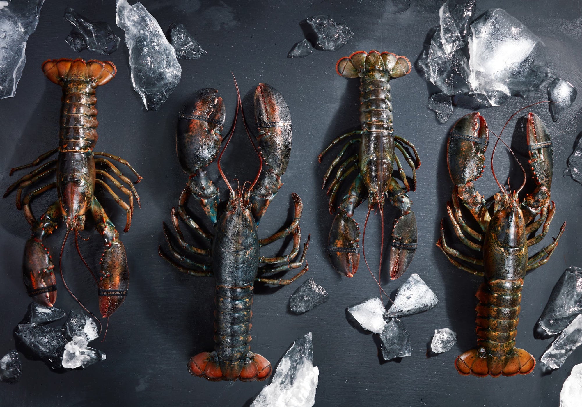 Lobster Boys Live Lobster