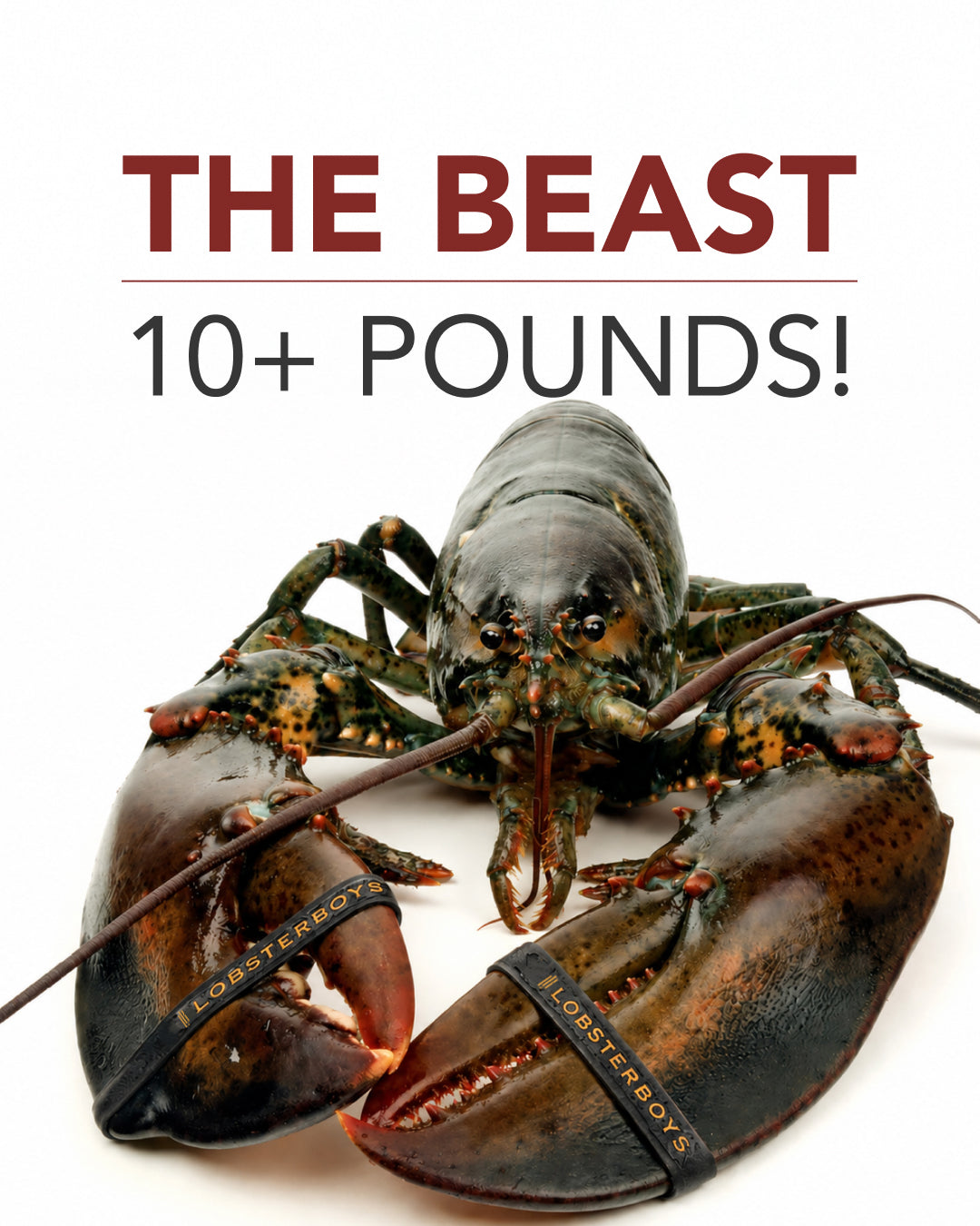 The Beast 10+ Pound Lobster