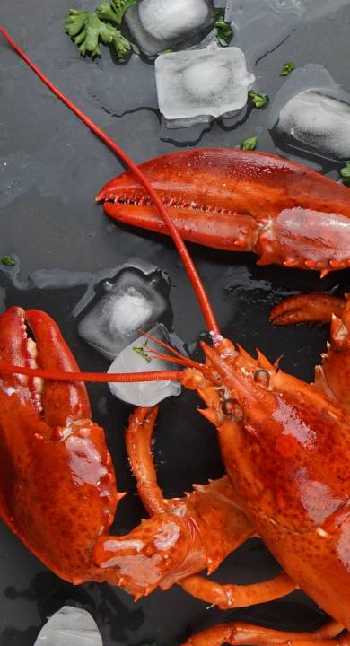 Lobsterboys hero image