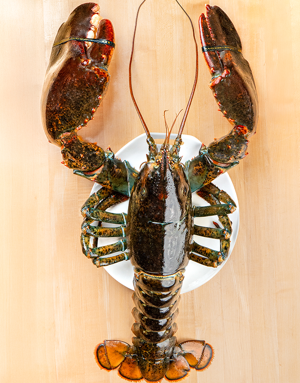 Large Jumbo Lobsters