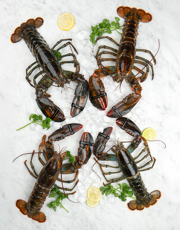 Large Jumbo Lobsters