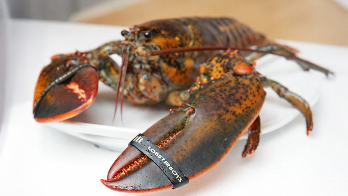Lobsterboys featured in Forbes summer seafood coverage
