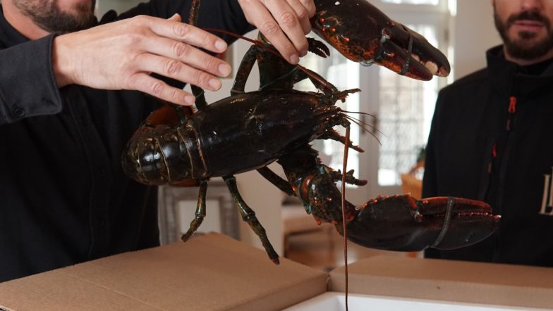 Lobsterboys live lobster delivery featured by MSN