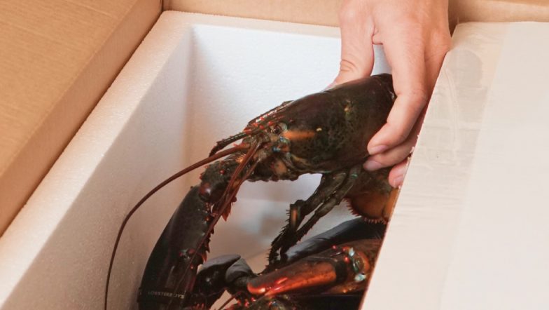 Lobsterboys featured by NBC Select