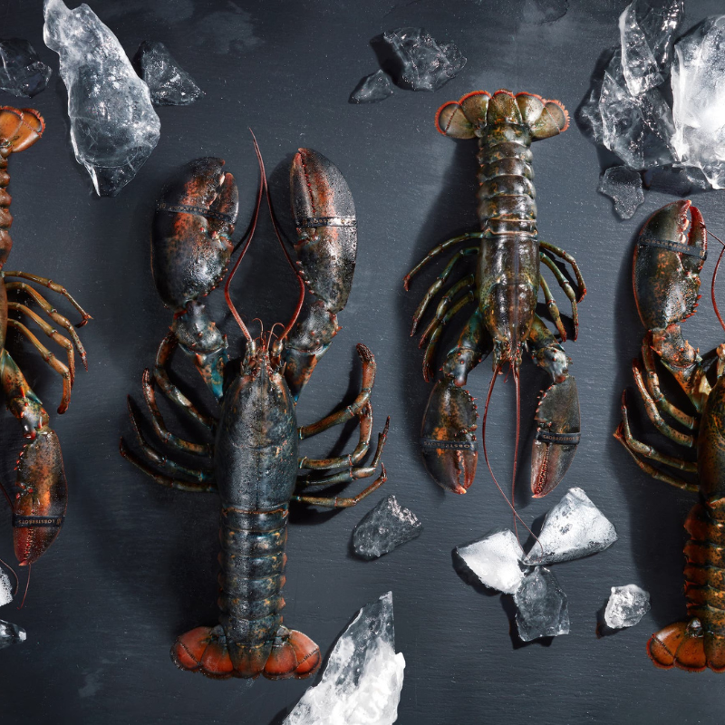 Live Lobsters Lobster boys