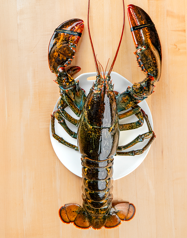 Medium Jumbo Lobsters - Lobster Boys Medium Jumbo Lobsters - Lobster Boys