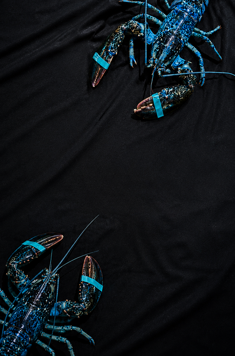 Lobsterboys hero image