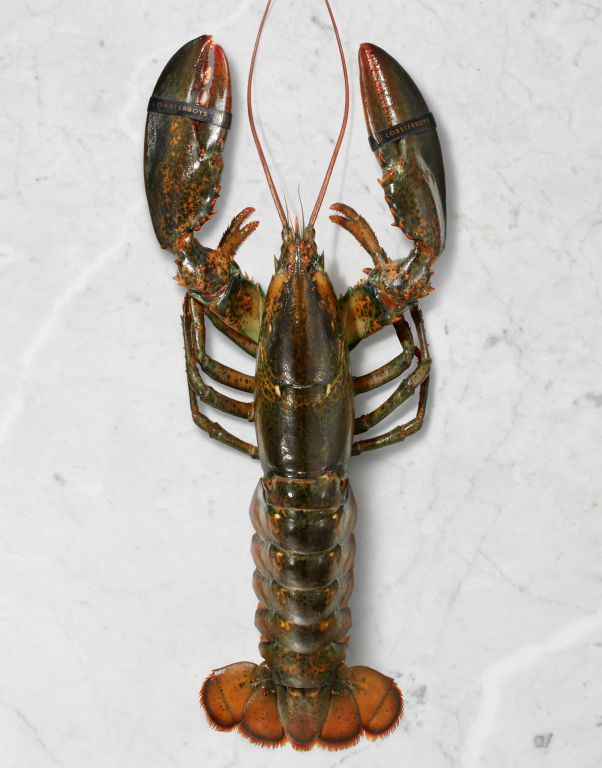 Small Select Lobsters