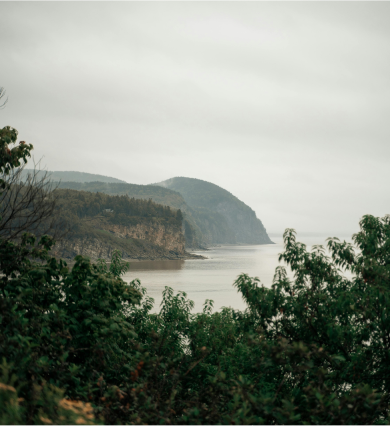 Lobster Live and Fresh 